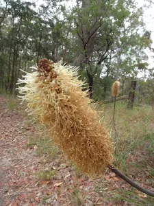 Banksia