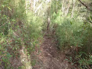 Track above Campfire Ck