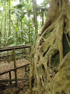 Strangler Fig platform