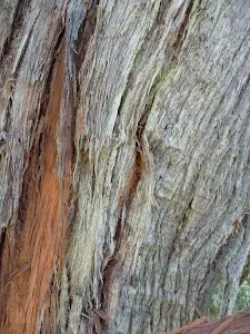 String Bark