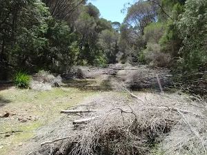 Looking up Sandy Beach Creek