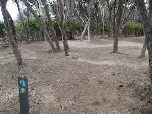 Track near clearing of the lookout