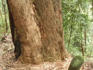 Marked Blackbutt