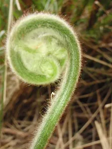 New growth