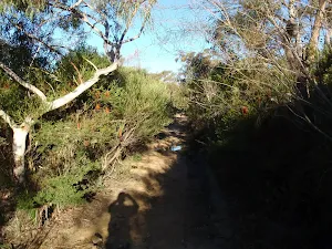 Encroaching vegetation on the Topham track