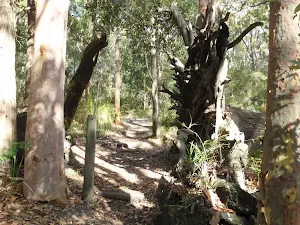 Walking between two old trees