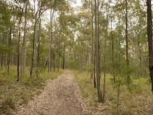 Narrow trail on the Green track near Mt Sugarloaf
