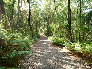 Trail through moist forest on the Blueberry Ash Trail in the Blackbutt Reserve