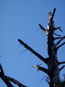 Old Tree
