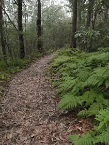 Ferns along Mouat Walk