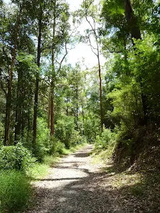The tall wooded forest near the STEP track