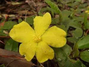 Hibbertia Flower on German Point Rd in the Watagans