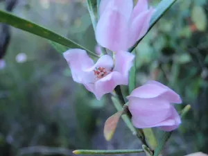 Wildflowers (Pink wax flower - Eriostemon australis) at Lovetts Pools