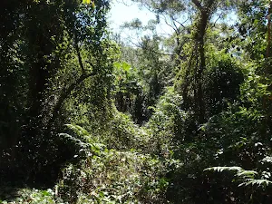 Covered by vines