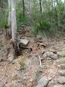 Track up the hill from Glenbrook Ck