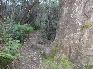 Track between Lyrebird Dell and Pool of Siloam