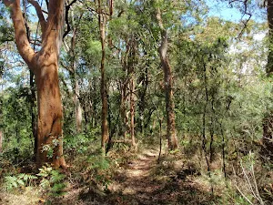 Vegetation changes with altitude on the Warri Warri Track