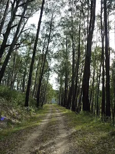 Tall forest on Dargals Trail