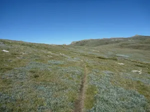 Mt Townsend Track near Main Range Track