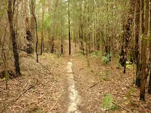 Narrow track towards the Abbotts Falls in the Watagans