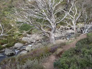 Looking down to Blue Cow Creek