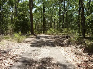Trail through forest in Blackbutt Reserve