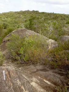 Marker on rock Marley Track