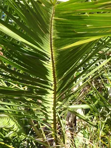 Leaf along track