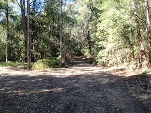 winding through the watagans