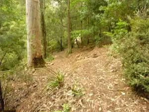Track through forest in the Watagans