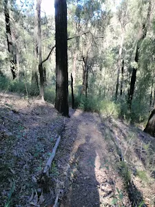 Track near Erskine Creek