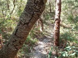Between the banksias