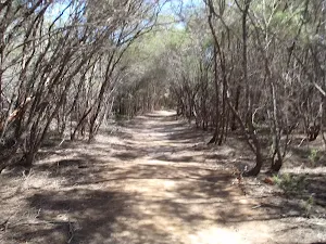 Track south of Hobart Beach camping area