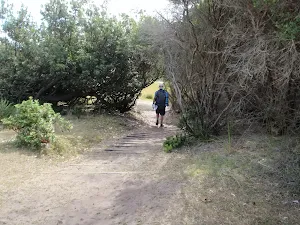 Track north of Garie Beach