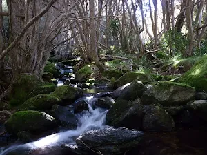 Creek and forest near the bottom of Merritts Traverse