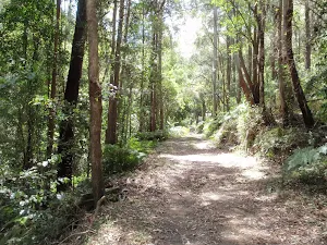 Tall thick forest