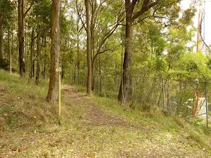 Red track through forest near the summit of Mt Sugarloaf