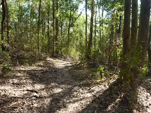 Track towards the water in Green Point Reserve