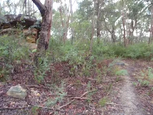 Track down into Sassafras Gully