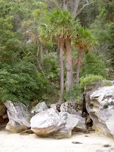 Palm trees and arrow on rock north end of Mackerel