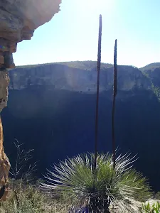 Thor Head