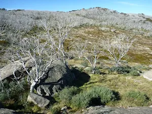 Rocks and tress from Bobs Ridge