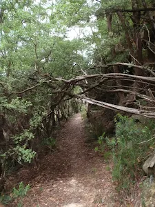 Copelands Lookout track