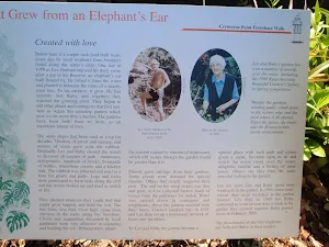 Information on Elephant's Ear