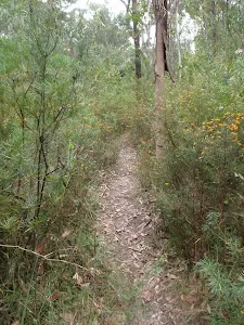 Track through heath