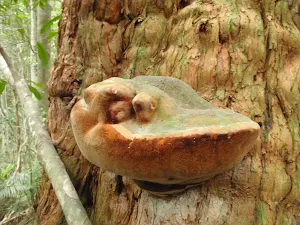 Fungus growing on  a Turpentine Tree
