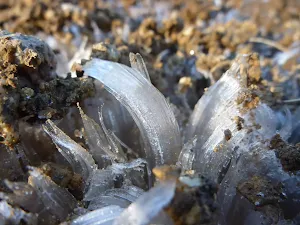 Ice crystal growing from the the Cascade Trail