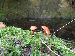 Fungus in water trough