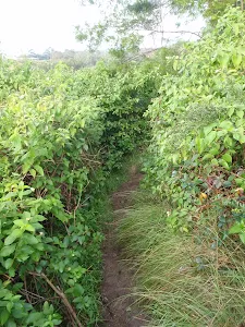 Bushtrack through weeds