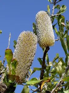 Banksia
